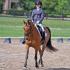 National Dressage Pony Cup